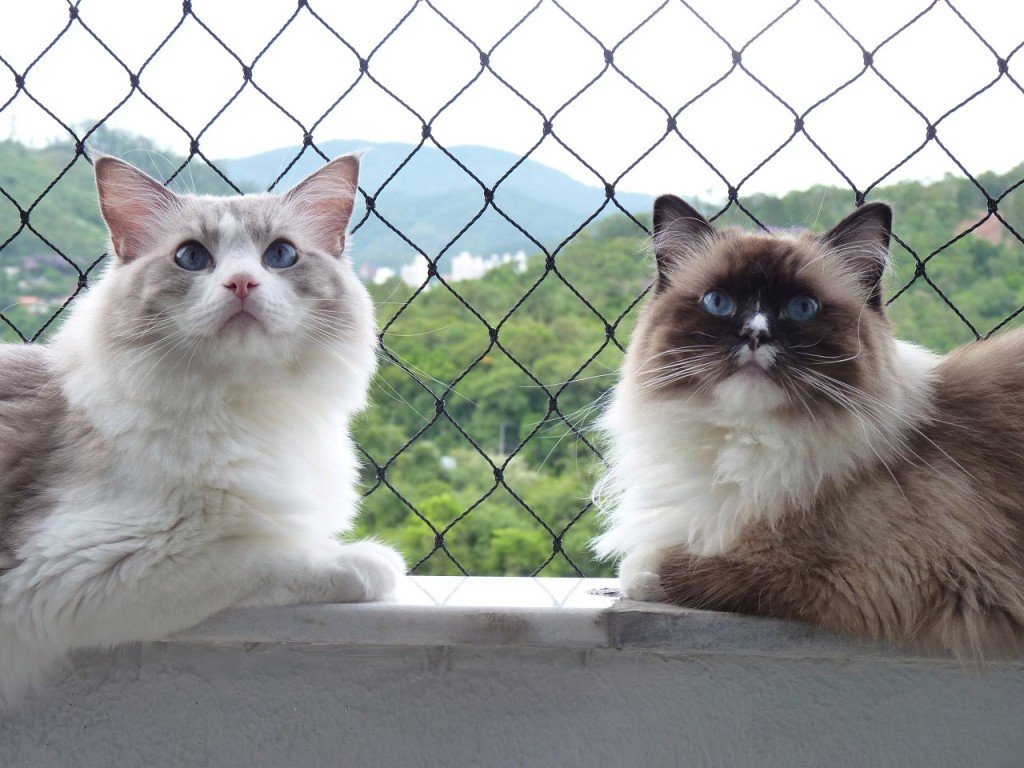 Oi Consuelo, Sei que você não gosta de gatos, mas eles realmente são uns amores. Muito dóceis, nos recebem na porta quando chegamos em casa, nos seguem por todo lado e adoram um carinho. Agora estão do meu lado no ar condicionado, pois aqui em Blumenau (Santa Catarina) faz um calorão dos infernos. Bjs e agradeço se incluir a foto dos meus lindinhos no seu post. Beatrix